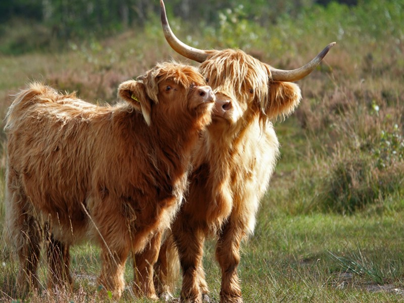 Liefdevol tafereel
