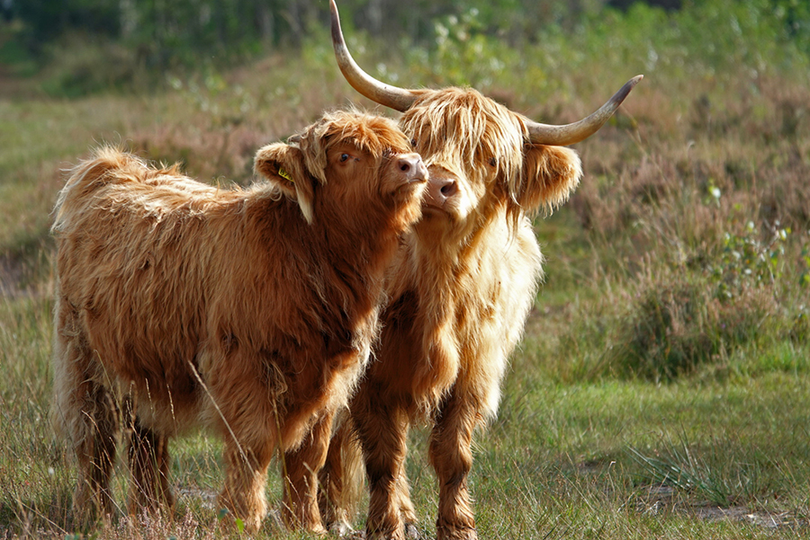 Liefdevol tafereel