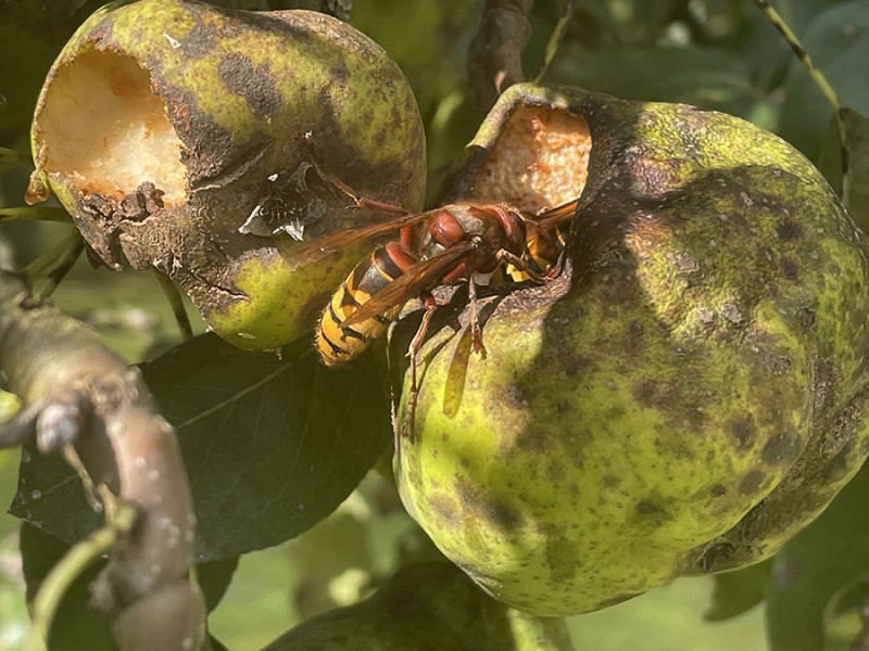 Fruiteters