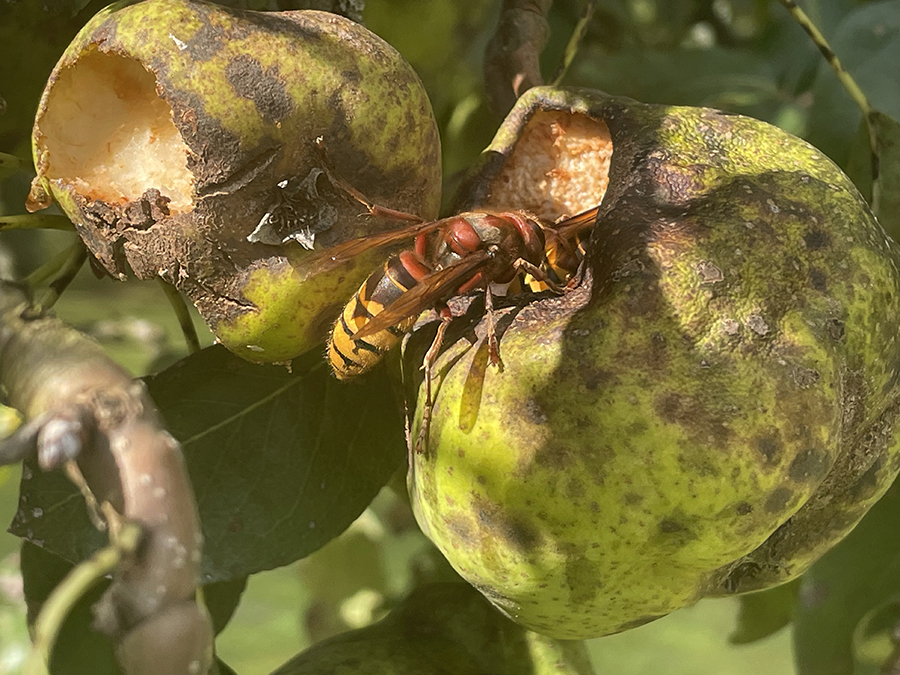 Fruiteters