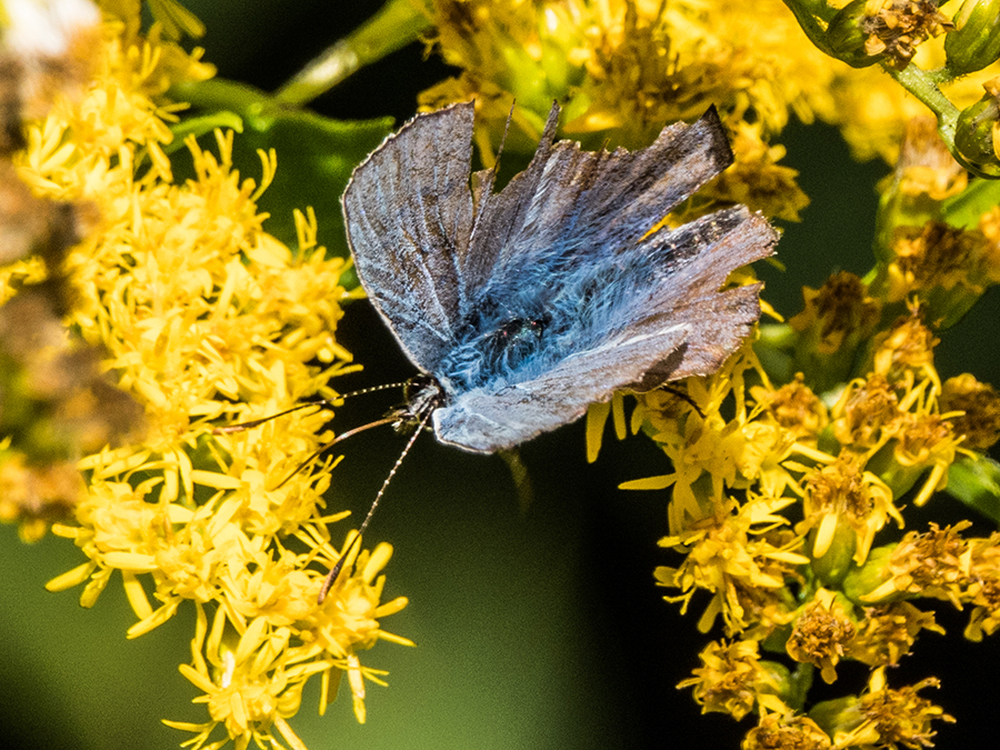 Icarusblauwtje