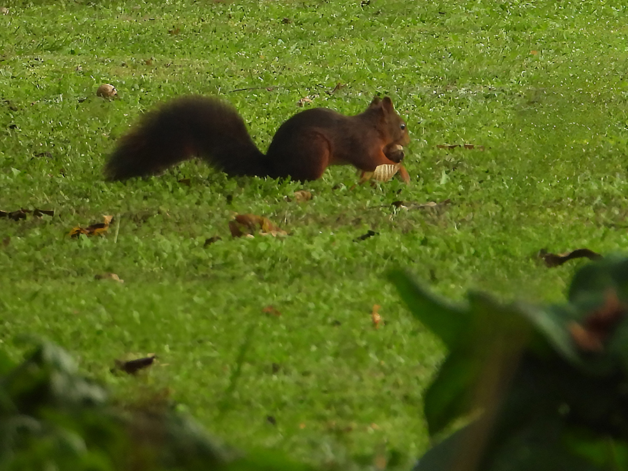 Walnoot en eekhoorn