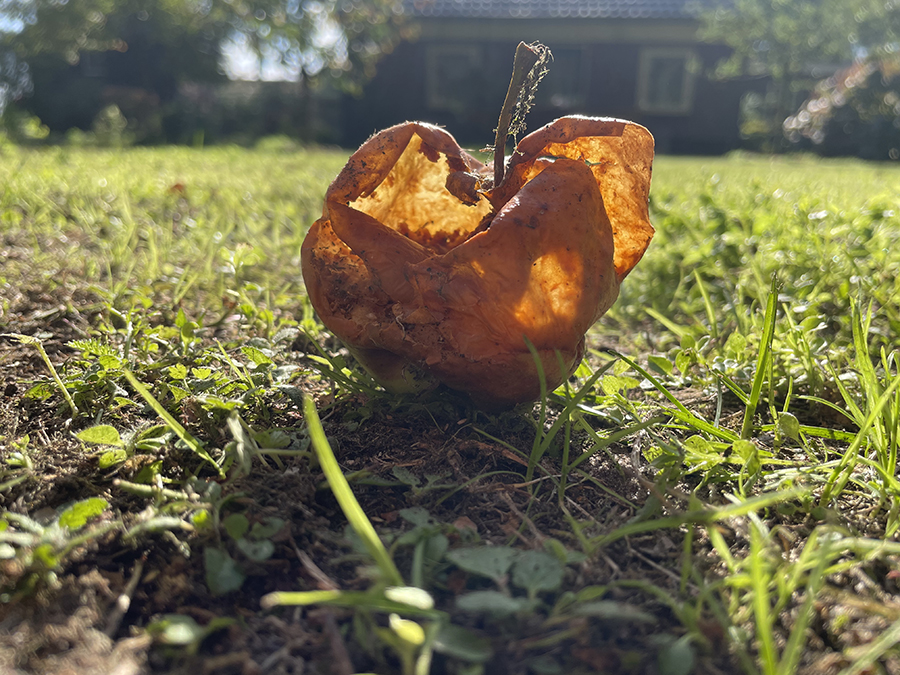 Appel